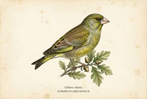 European Greenfinch illustration