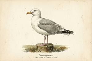 European Herring Gull illustration