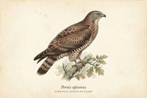 European Honey-buzzard illustration