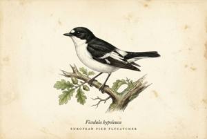 European Pied Flycatcher illustration