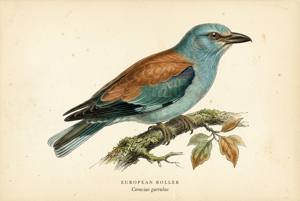 European Roller illustration