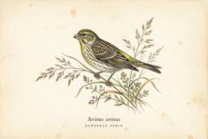 European Serin illustration