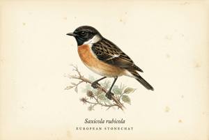 European Stonechat illustration