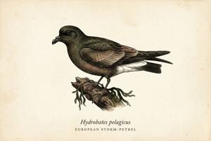 European Storm-Petrel illustration