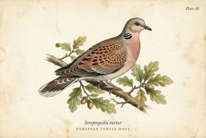 European Turtle-Dove illustration