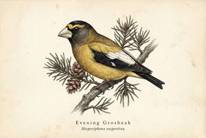 Evening Grosbeak illustration