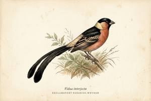 Exclamatory Paradise-Whydah illustration