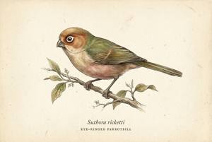 Eye-ringed Parrotbill illustration