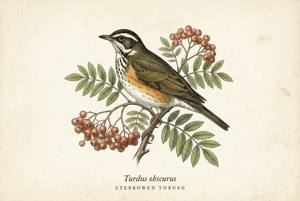 Eyebrowed Thrush illustration