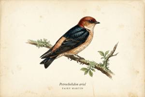 Fairy Martin illustration