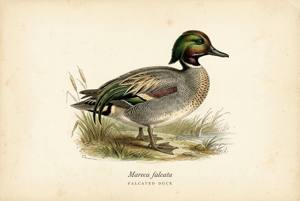 Falcated Duck illustration