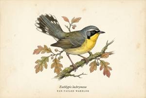 Fan-tailed Warbler illustration
