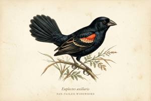 Fan-tailed Widowbird illustration