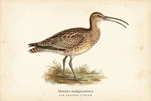 Far Eastern Curlew illustration