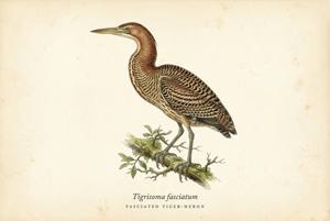 Fasciated Tiger-Heron illustration