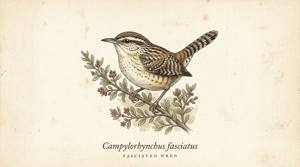 Fasciated Wren illustration