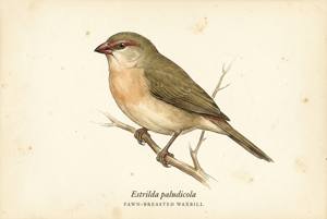 Fawn-breasted Waxbill illustration