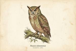 Fearful Owl illustration