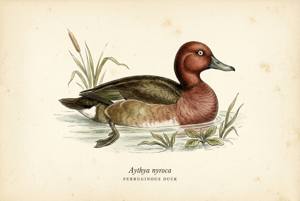 Ferruginous Duck illustration