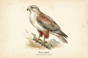 Ferruginous Hawk illustration