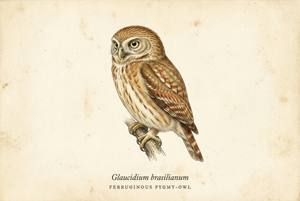 Ferruginous Pygmy-Owl illustration