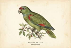 Festive Amazon illustration