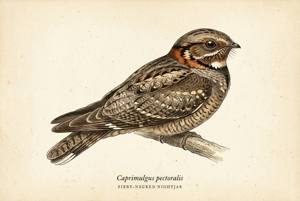 Fiery-necked Nightjar illustration