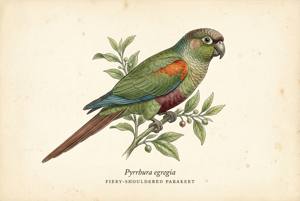 Fiery-shouldered Parakeet illustration