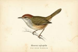 Fiji Bush Warbler illustration