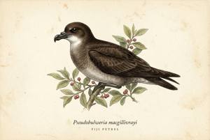 Fiji Petrel illustration