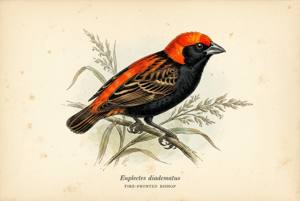 Fire-fronted Bishop illustration
