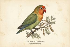 Fischer's Lovebird illustration
