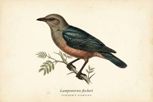 Fischer's Starling illustration