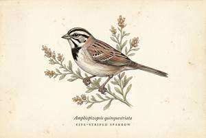 Five-striped Sparrow illustration