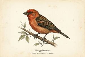 Flame-colored Tanager illustration
