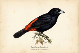 Flame-rumped Tanager illustration