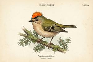 Flamecrest illustration