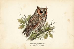 Flammulated Owl illustration
