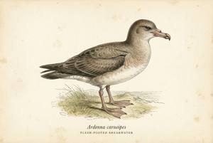 Flesh-footed Shearwater illustration