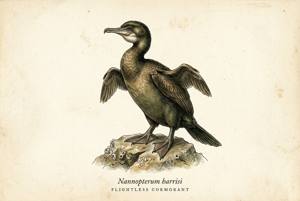 Flightless Cormorant illustration