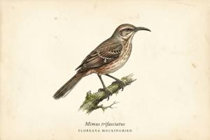 Floreana Mockingbird illustration