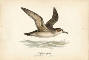Fluttering Shearwater illustration