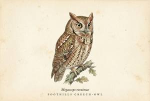 Foothill Screech-Owl illustration
