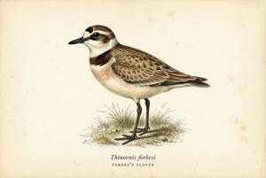 Forbes's Plover illustration