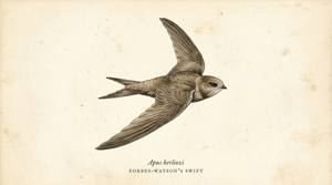 Forbes-Watson's Swift illustration