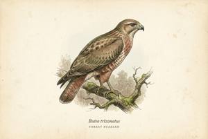 Forest Buzzard illustration