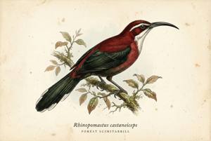 Forest Scimitarbill illustration