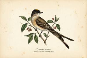 Fork-tailed Flycatcher illustration