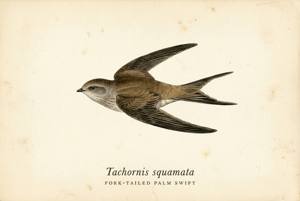 Fork-tailed Palm Swift illustration