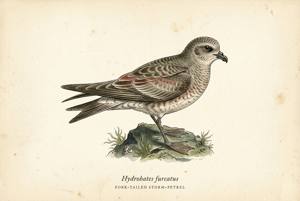 Fork-tailed Storm-Petrel illustration
